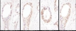 HNF1 Antibody, Novus Biologicals 0.1mg; Unlabeled:Antibodies, Polyclonal